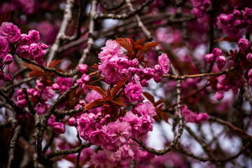 Pink Cherry blossom in spring.