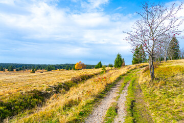 A tranquil pathway meanders through a vast autumn landscape, where golden grasses sway gently under a blue sky scattered with clouds, surrounded by trees showcasing vibrant fall colors.