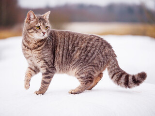 Cute tabby cat on white snow, dull winter nature scene with fields and forest in the background. Pet in cold weather and in wild area. © mark_gusev