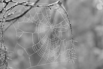 Macro Dew-Covered spider web on a tree branch