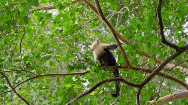 : Un mono de tama&ntilde;o mediano se balancea &aacute;gilmente entre las ramas de un &aacute;rbol en una selva tropical. Sus movimientos son r&aacute;pidos y curiosos, mientras explora el entorno lleno de hojas verdes y luz fil