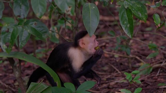 Un mono de tama&ntilde;o mediano se balancea &aacute;gilmente entre las ramas de un &aacute;rbol en una selva tropical. Sus movimientos son r&aacute;pidos y curiosos, mientras explora el entorno lleno de hojas verdes