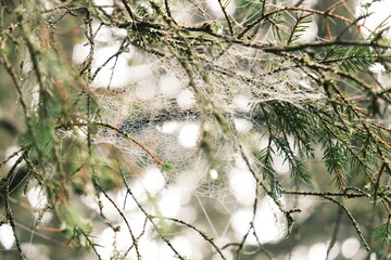 Macro Dew-Covered spider web on pine