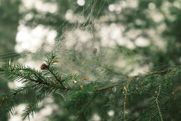 Macro Dew-Covered spider web on pine