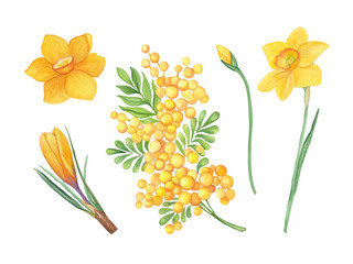 Spring Watercolor Flower Set &ndash; Mimosa, Daffodils, and Crocuses
