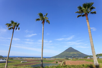 春の開聞岳を背景に走る指宿枕崎線を椰子の隙間から望む