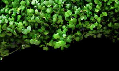 Microgreens Sprouts, seeds growing, mustard seeds border, growing up sprouts close up. Healthy...