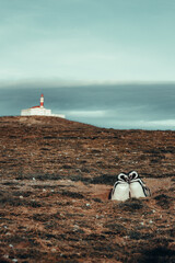 Penguin life in Patagonia - Isla Magadalena - Chile