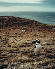 Penguin life in Patagonia - Isla Magadalena - Chile