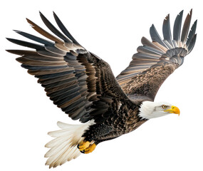 Fototapeta premium PNG Bald eagle flying bird bald photography.