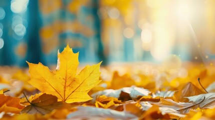 Experience the beauty of autumn with vibrant yellow and orange trees in a sunlit forest park. A perfect seasonal escape