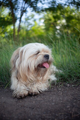 dog, puppy, pet, canine, furry friend, pet photography, animal photography, nature photography, outdoor, grass, 