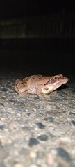Portrait of a frog 