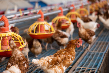 white and brown chickens who are fed in traditional poultry farm