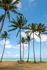Palm trees on Waikiki Beach, Honolulu, O'ahu, Hawaii, USA