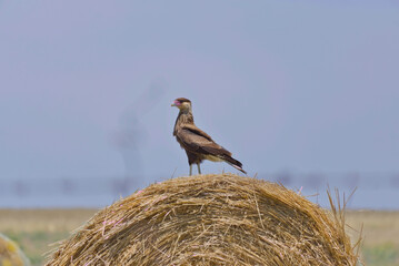 One rested Caracara or Caracara plancus perched on a grass roll in a rural field