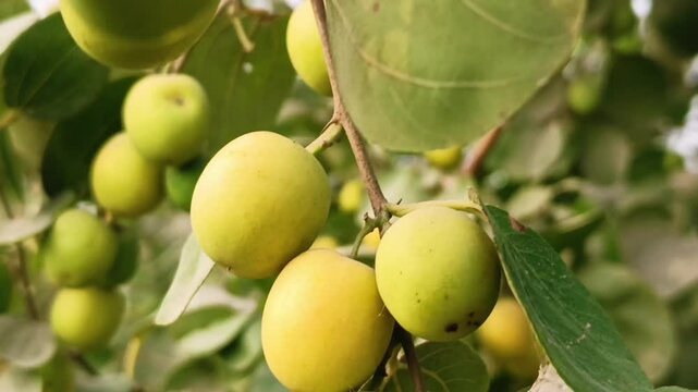Close-up of fresh jujube fruits on a branch with green leaves for nature and farming photography
