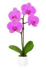 Obraz premium pink orchid isolated on white