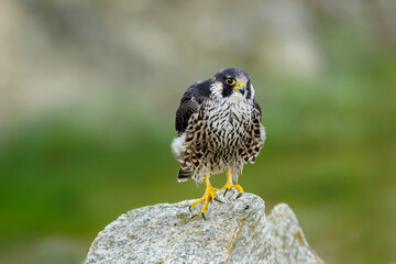 Falcon portrait. Peregrine falcon, Falco peregrinus, perched on stone in kaolin mine. Majestic bird...