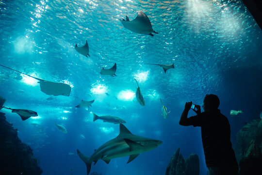 A visitor takes pictures of sharks and rays
