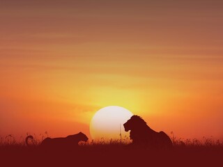 Silhouette of a couple of lion in the savannah