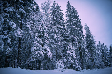 Obraz premium winter forest with snow