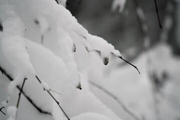 snow covered branches