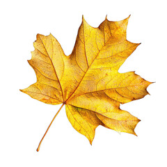 Golden maple leaf 