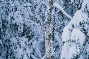 snow covered trees