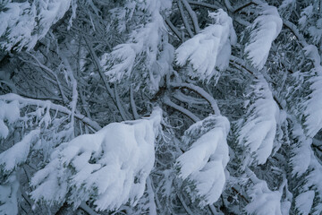 snow covered tree