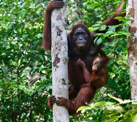 Mom and Baby Orangutang in Borneo 