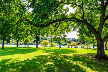 A park with a large tree in the middle of it