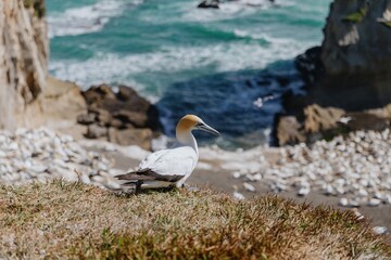 Fototapeta premium A Gannet perched on a grassy cliff overlooking a colony of Gannets. Coastal wildlife scene. Muriwai Gannet Colony, Murawai, Auckland, New Zealand