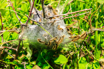 A group of caterpillars are crawling on a plant