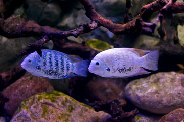 Cichlasoma striped swims in an aquarium close-up