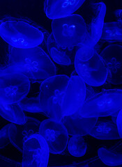 many blue moon jellyfish on black background close up