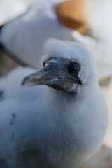 Close-up of a young Gannet chick, fluffy downy feathers. Nature's beauty. Muriwai Gannet Colony, Murawai, Auckland, New Zealand