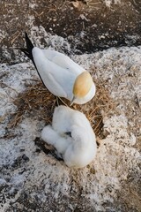 Adult Gannet tending to its fluffy chick in a nest on a rocky outcrop. Protecting its young. Muriwai Gannet Colony, Murawai, Auckland, New Zealand