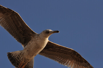 Close-up of a seagull flying in the sky and looking down