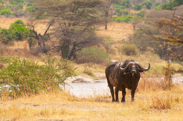 Fototapeta premium Cape buffalo eating by Mara River in Serengeti National Park, Tanzania