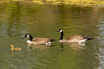 country goose family