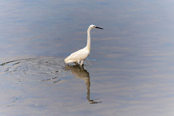 Egret Catching Fish in Water