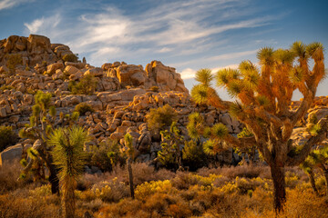 Joshua Tree bathed in Sun