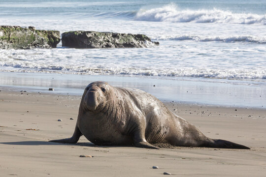 elephant seal on beach