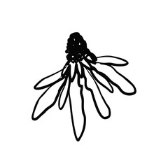 Hand drawn black ink abstract daisy flower isolated on white background. Monochrome scribble style bloom. Sketchy minimalist floral design.