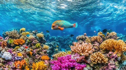 Fototapeta premium A parrotfish swimming near coral reefs in an aquarium, vibrant colors filling the frame with space for text.