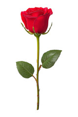 Obraz premium red rose isolated on white background