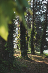 Obraz premium Sunlight and shadows between trees