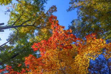 青空バックに見上げるカラフルなモミジの紅葉情景