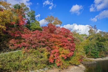 青空バックに見るカラフルなモミジの紅葉情景